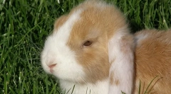 Kaj ne morete nahraniti kuncev, seznam prepovedanih izdelkov